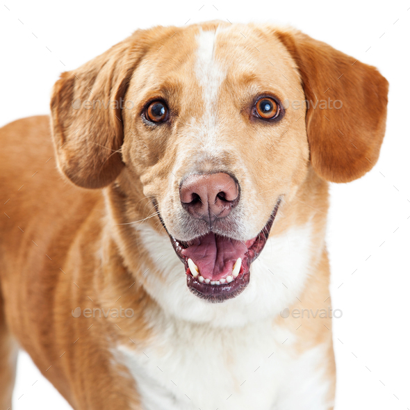 Labrador and clearance beagle cross